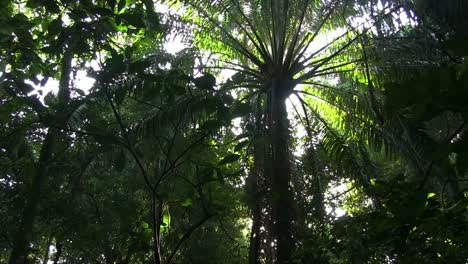 una inclinación lenta hacia arriba en una hermosa y exuberante selva tropical 1