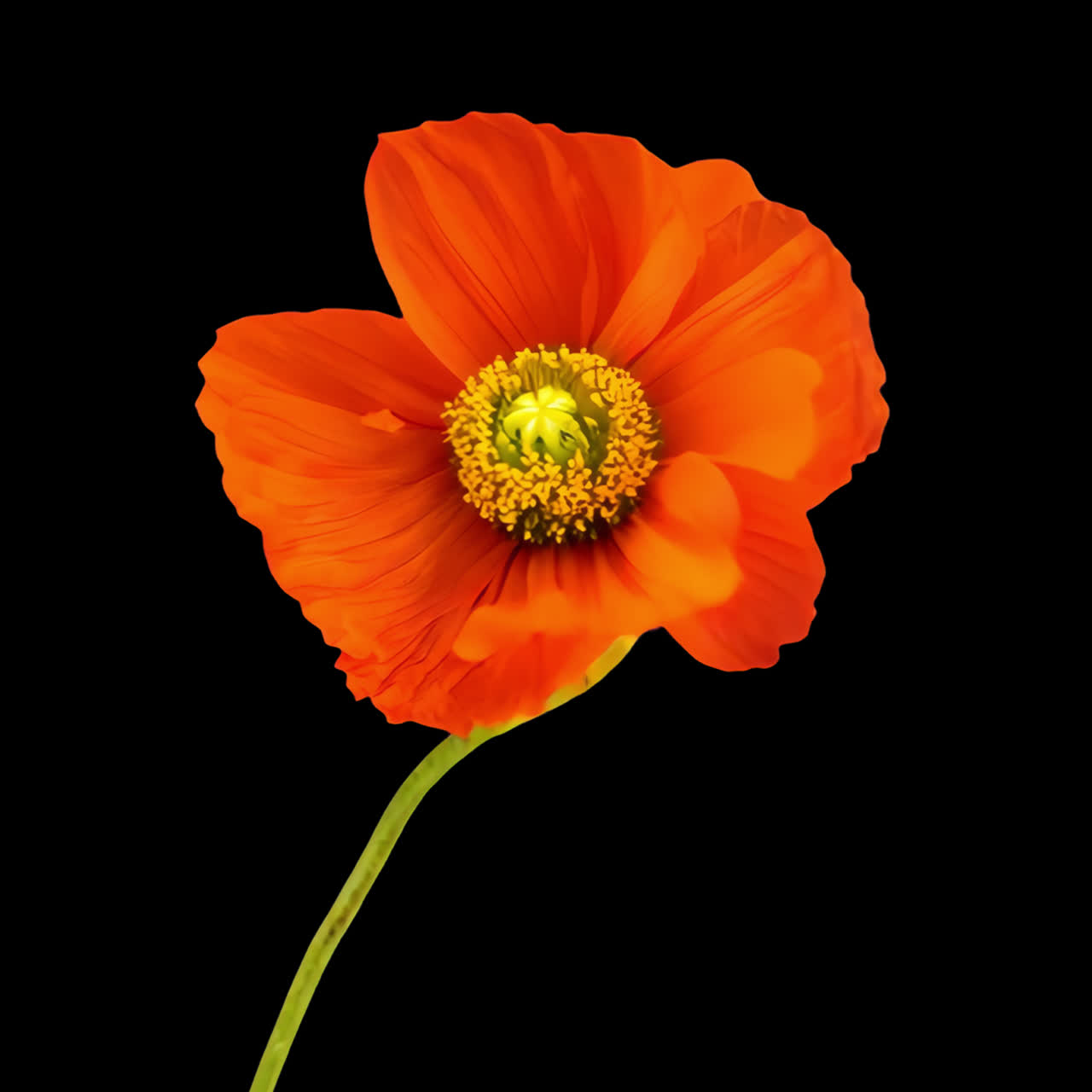 Vibrant orange poppy flower animation isolated asset, transparent 4K video, alpha channel, ProRes
