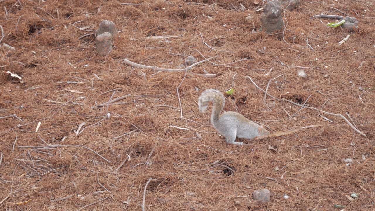 A squirrel sits surrounded by dry grass in a quiet outdoor park setting