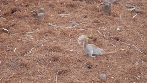A squirrel sits surrounded by dry grass in a quiet outdoor park setting