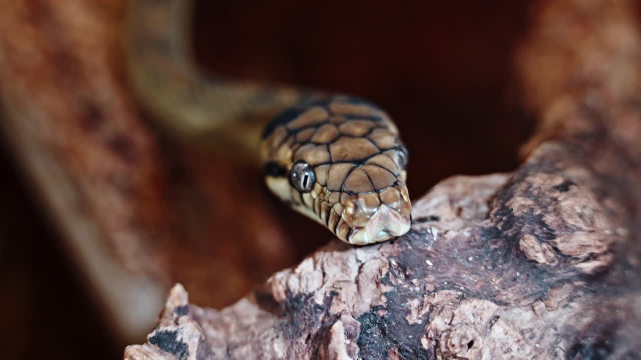 Curled snake with intricate scales and focused eyes, resting on a wooden branch