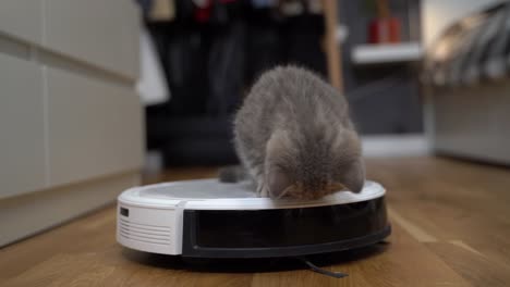 tecnologías inteligentes para la limpieza de mascotas amigable. la aspiradora robot blanca redonda limpia el suelo mientras el gatito gris escocés recto juega despreocupado en casa. el gato pequeño y la aspiradora robótica en la habitación