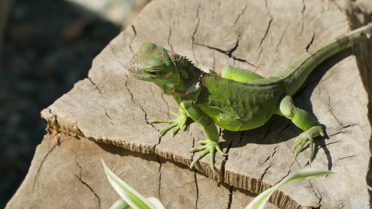 зелёная игуана отдыхает на солнце на старом стволе дерева и уходит в медленном движении