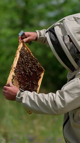 attentive beekeeper checking the frame covered with bees thoroughly. beekeeper turns the frame to the sunlight to see it better. natural background. vertical video