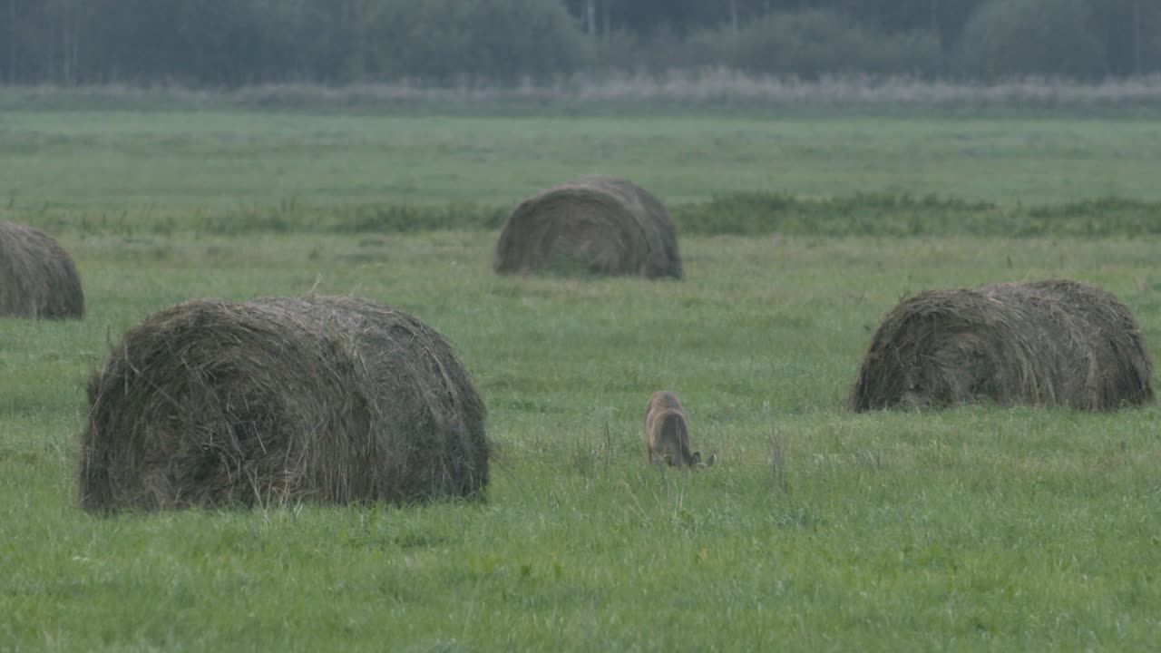 corzo en el amanecer atardecer luz de otoño entre rollos de heno comer jugar
