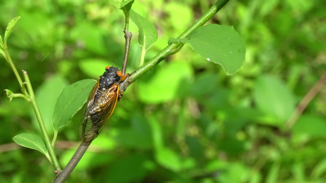 나무 묘목에 앉아 있는 2021년부터 17년 정기 매미의 클로즈업