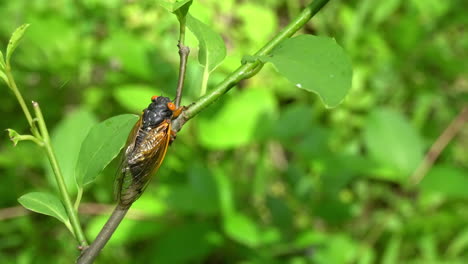 close-up of 17-year periodical cicada from 2021 sitting on tree sapling