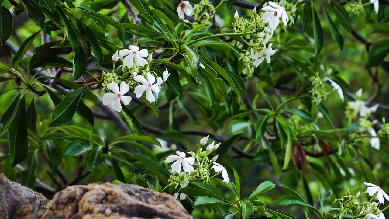 flores de frangipani soplando suavemente con la brisa en un día soleado