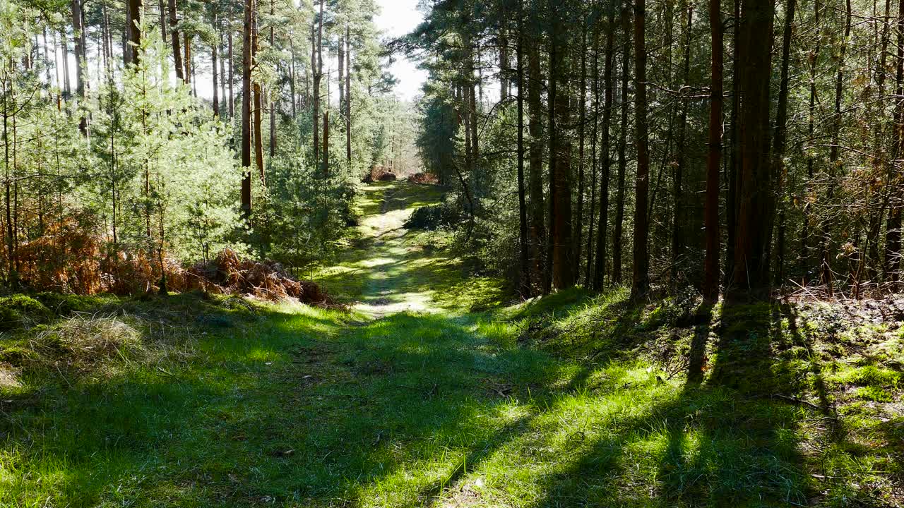 Walking through jungle forest as sun peeks through trees at summer time