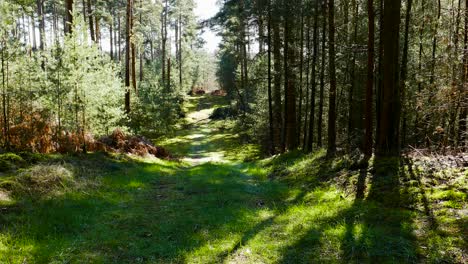 Walking-through-jungle-forest-as-sun-peeks-through-trees-at-summer-time