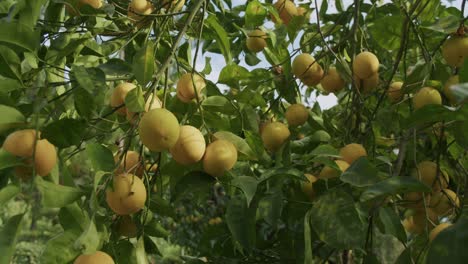 some yellow oranges wait to mature on a tree during a sunny morning in autumn in naples in italy - 02