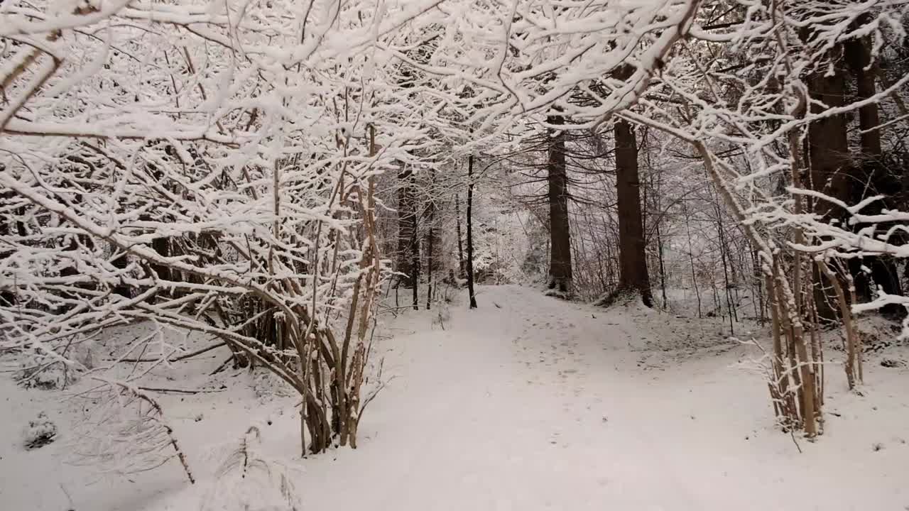 매우 추운 겨울날에 zelenci 스프링스