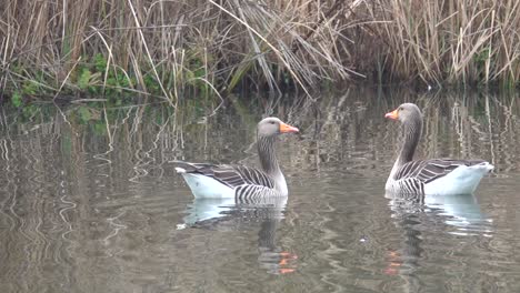 2 grey geese swimming on a lake