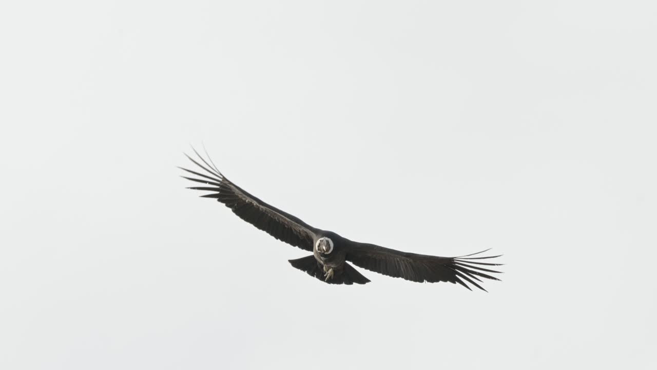 Maestoso condor andino si libra sulle montagne argentine al rallentatore.