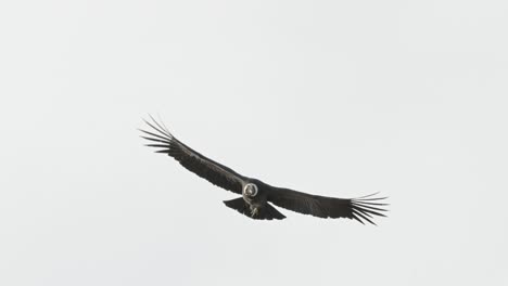 majestic andean condor soars over argentine mountains in slow motion