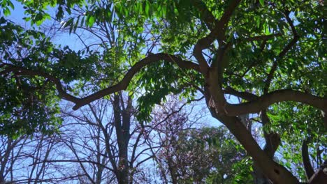 Pan-shot-of-trees-on-Kifissia's-park-tea-Athens,-Greece