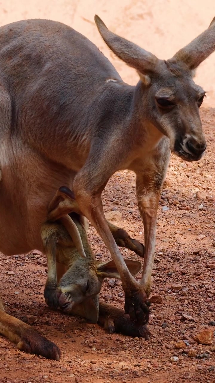 Canguro rosso aiuta il cucciolo a uscire dal marsupio su terreno arido e soleggiato dell'outback australiano, alla luce naturale del giorno.