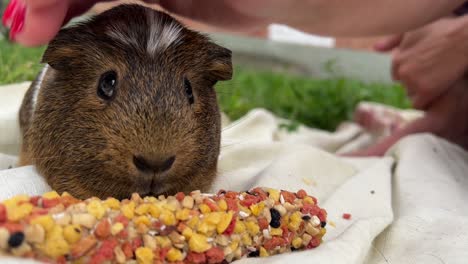 woman feeding a guinea pig