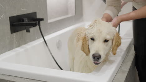 golden retriever puppy getting a bath