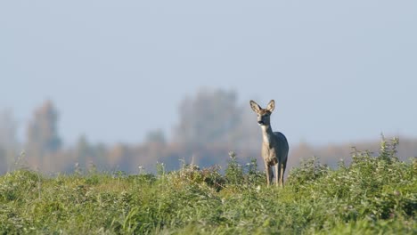 common wild roe deer perfect closeup on meadow pasture autumn golden hour light