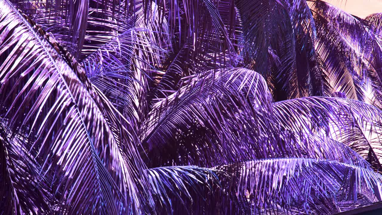 이 몽환적이고 예술적인 장면에서 분홍색 하늘을 배경으로 바람에 날리는 보라색 코코넛 야자