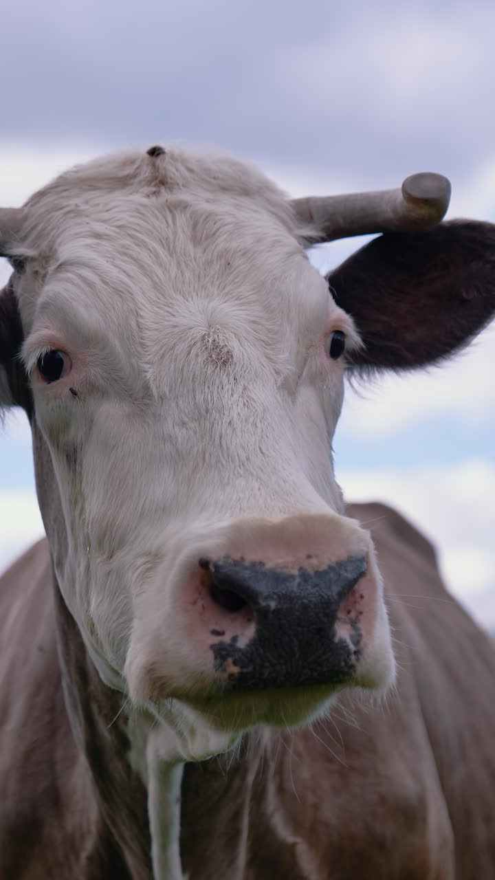 Attractive cow looking into camera. Close up of cow grazing at the field. Vertical video