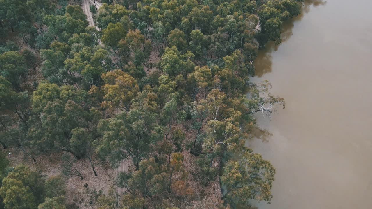 Drone aerial over lush trees by a brown Murray River in Australia
