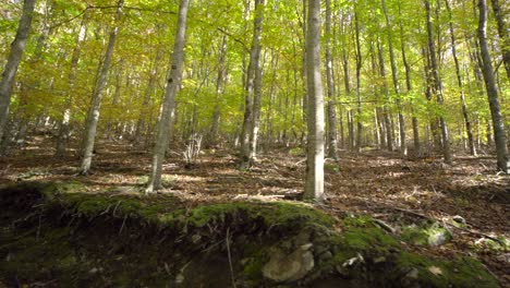 caminando en un bosque verde con pinos jóvenes y altos-1