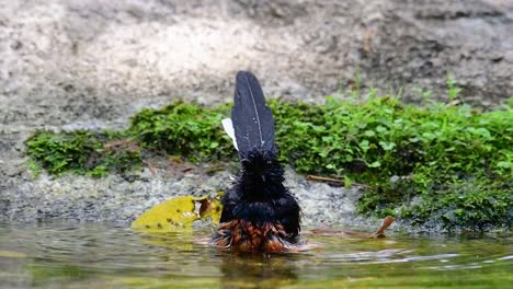 Shama-De-Rabadilla-Blanca-Bañándose-En-El-Bosque-Durante-Un-Día-Caluroso,-Copsychus-Malabaricus,-En-Cámara-Lenta