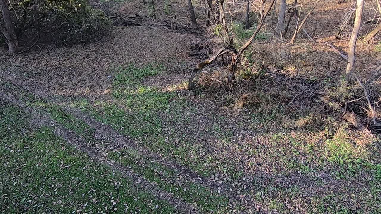 vista panorámica desde un puesto de árboles en el claro del bosque en otoño