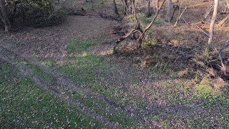 Panoramic-view-from-a-tree-stand-in-the-forest-clearing-in-autumn