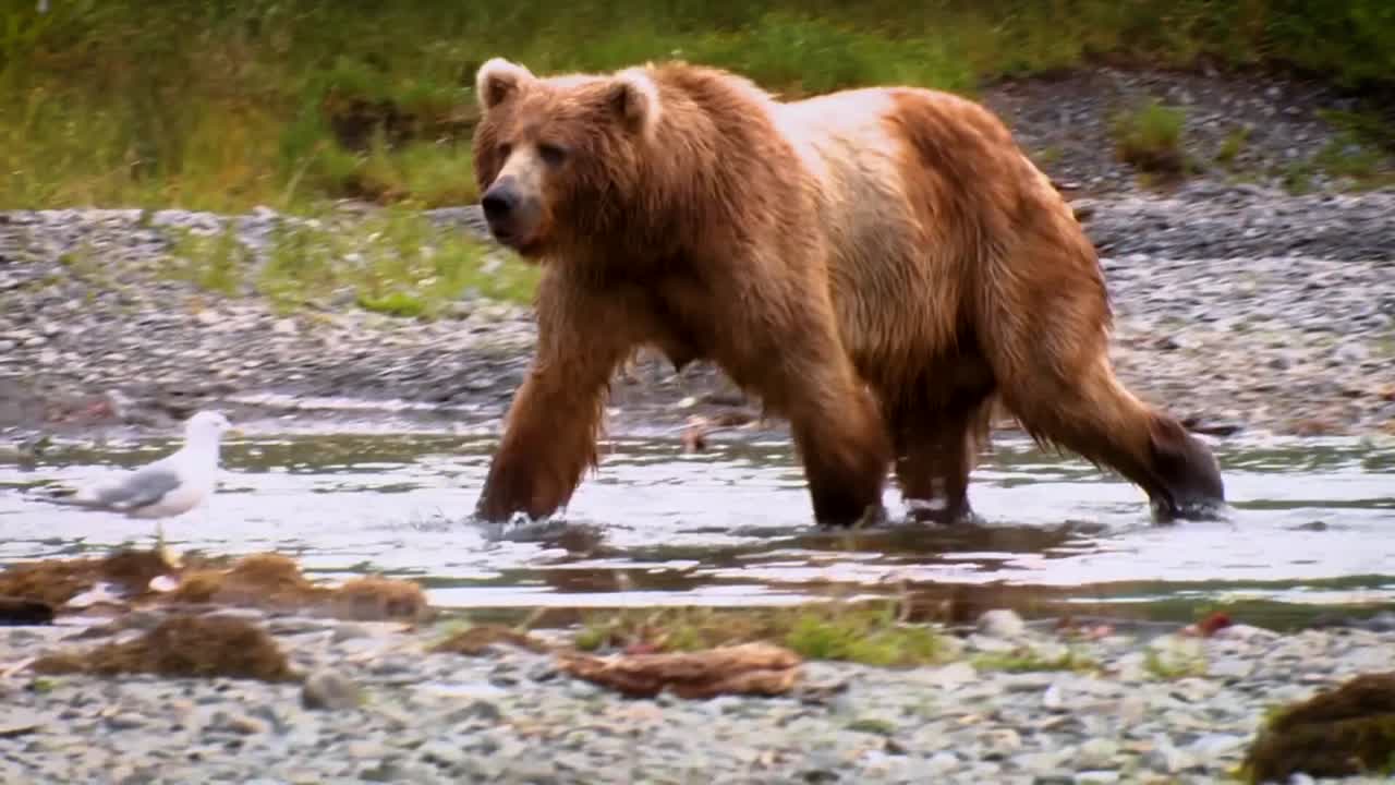 A Kodiak Bear (Ursus Arctos Middendorffi) Fishing In A Creek Nwr Alaska 2007