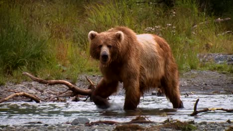 un oso kodiak (ursus arctos middendorffi) pescando en un arroyo nwr alaska 2007