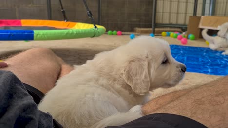 cachorro golden retriever sentado entre el regazo de los propietarios en el suelo dentro del corral para perros