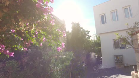 orbiting shot, sun shinning through a dense bougainvillea glabra bush in bodrum turkey