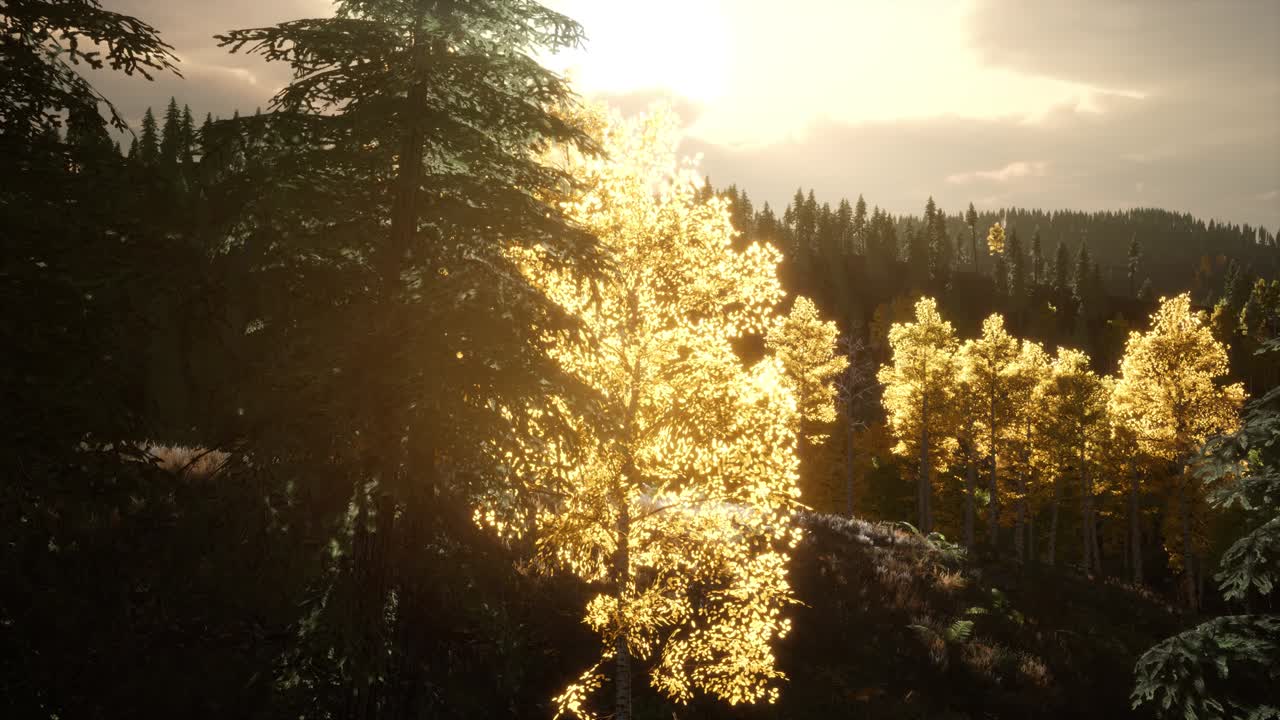 ⁇ 빛의 광선은 나 ⁇ 가지를 통해 그들의 길을