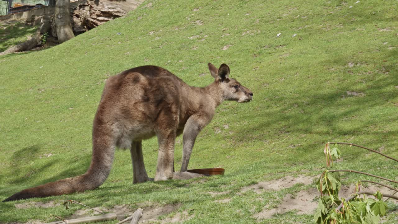 canguro rojo en un prado bebiendo agua durante un día soleado