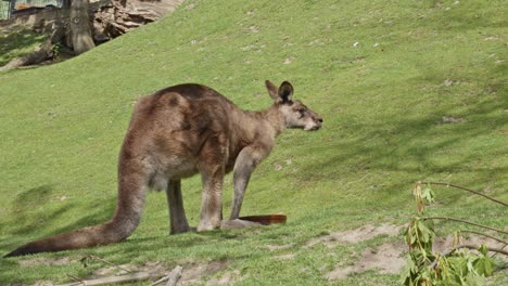 Rotes-Känguru-Auf-Einer-Wiese,-Das-An-Sonnigen-Tagen-Wasser-Trinkt