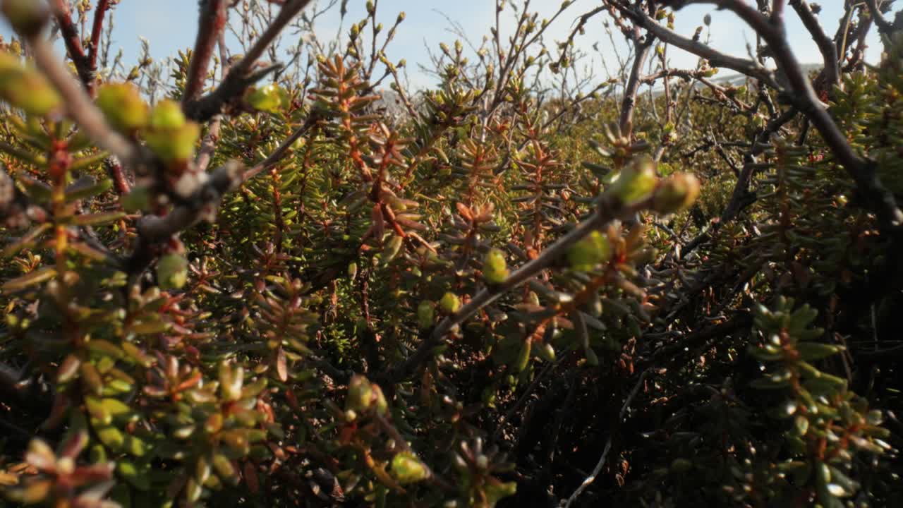 북극  ⁇ 드라. 북극 난쟁이 틀린 버치 betula nana, 난쟁이 버치, betulaceae 계열의 버치의 일종이며, 주로 북극 지역의  ⁇ 드라에서 발견됩니다.
