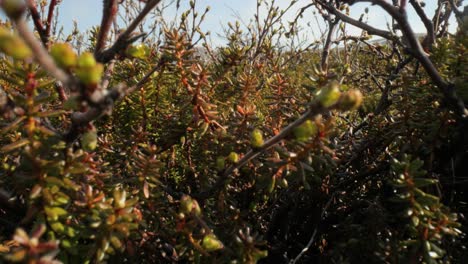 Tundra-Artica.-Abedul-Retorcido-Enano-ártico-Betula-Nana,-El-Abedul-Enano,-Es-Una-Especie-De-Abedul-De-La-Familia-Betulaceae,-Que-Se-Encuentra-Principalmente-En-La-Tundra-De-La-Región-ártica.