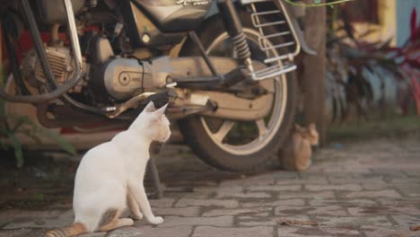 slow motion of two young cats looking around by a streetside, next to a motorcycle, in india