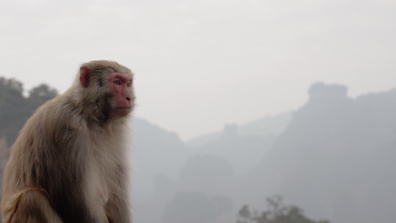 A Tibetan macaque (Macaca thibetana) yawns dramatically with misty karst peaks rising in the background of Zhangjiajie, China.