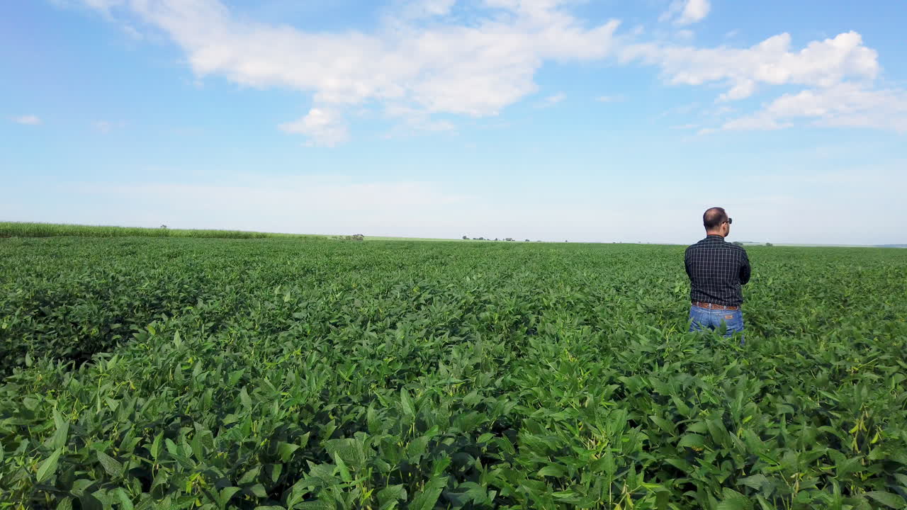 agrónomo inspeccionando los cultivos de soja que crecen en el campo de la granja