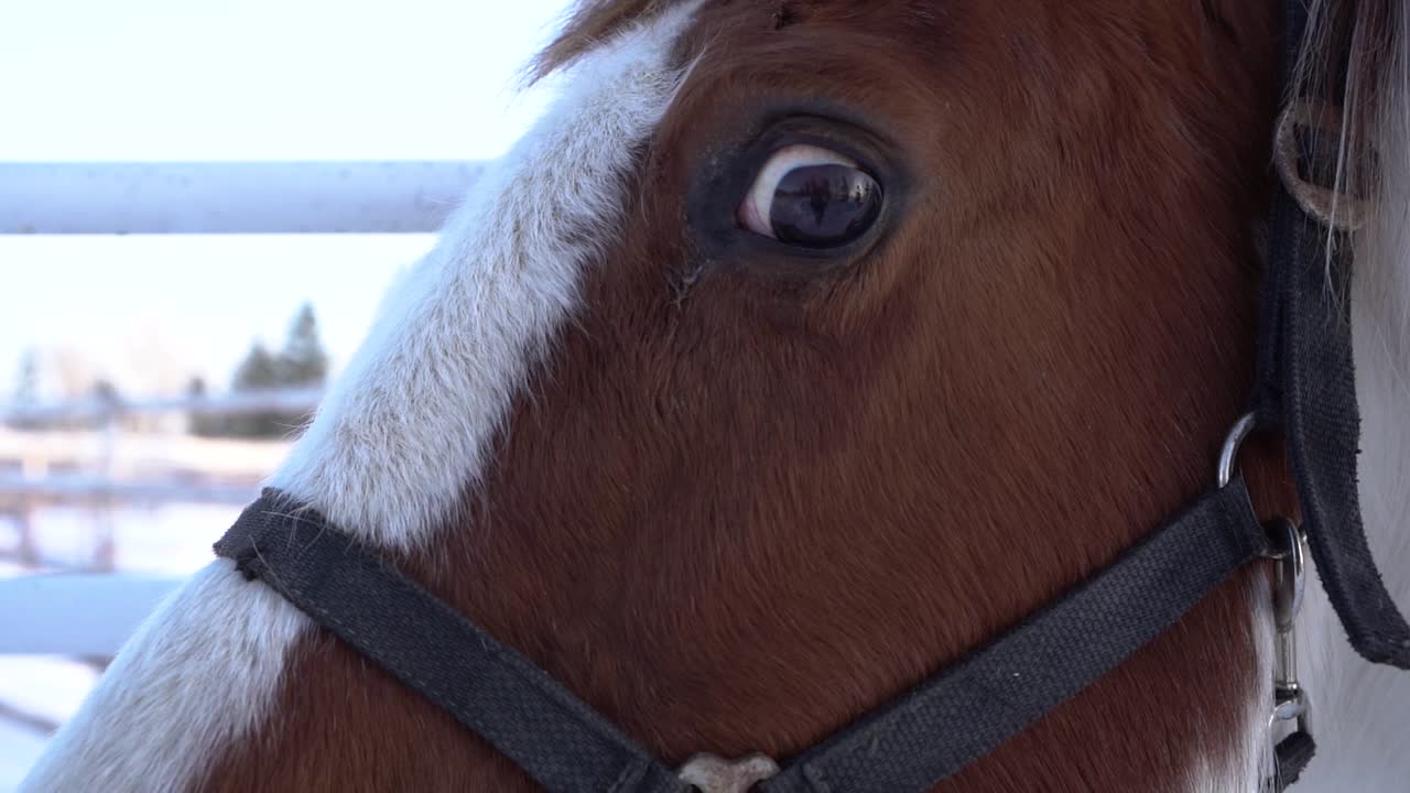 disparo en primer plano de los ojos y la cabeza de un caballo en cámara lenta