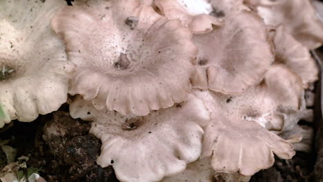 poisonous mushroom on a dead tree trunk