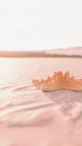 starfish on a sandy beach at sunset