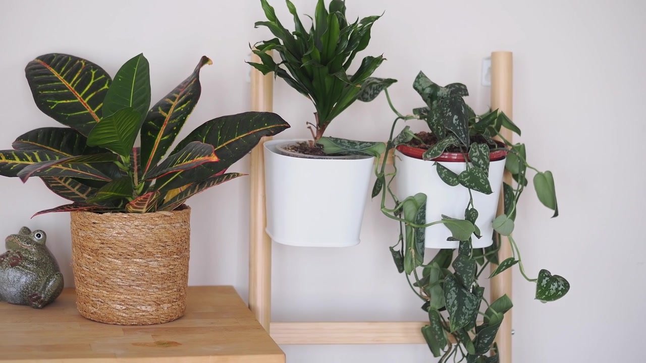 Várias plantas de interior em vasos dispostas em uma prateleira de escada de madeira