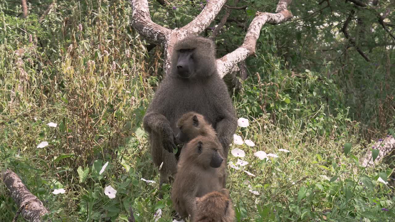 babuinos sentados entre las blancas flores de la gloria matinal en tanzania
