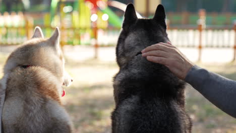 pet owner with dog