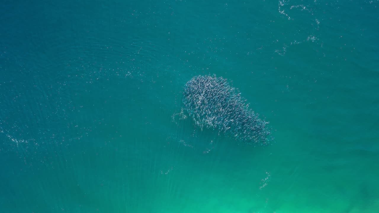 Large School of Fish in Clear Ocean Water from Above